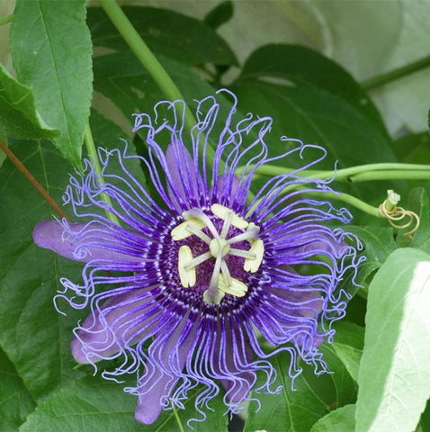 Passiflora Incense Purple 'Passion Flower' (Annual)