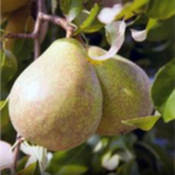 Pyrus 'Kieffer' Pear Tree