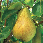 Pyrus 'Kieffer' Pear Tree