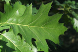 Quercus Northern Red Oak Tree