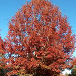 Quercus Shumard Oak Tree