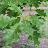 Quercus Shumard Oak Tree