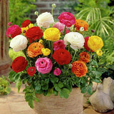 Ranunculus Mixed