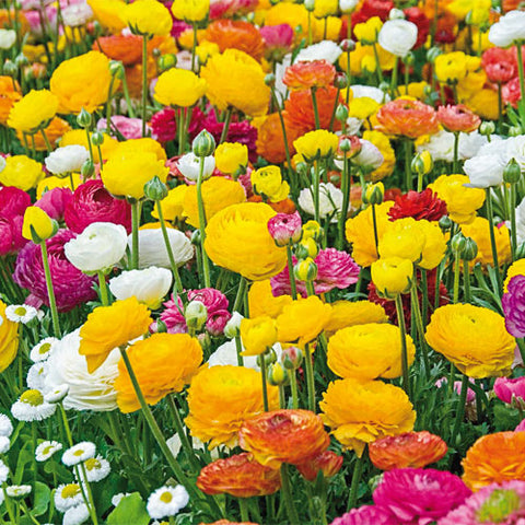 Ranunculus Mixed