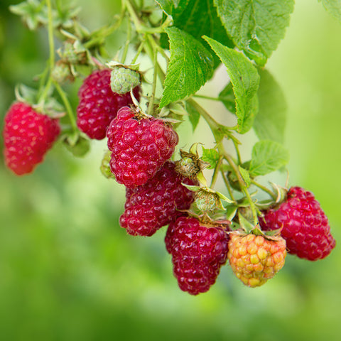 Rubus Raspberry 'Vintage'