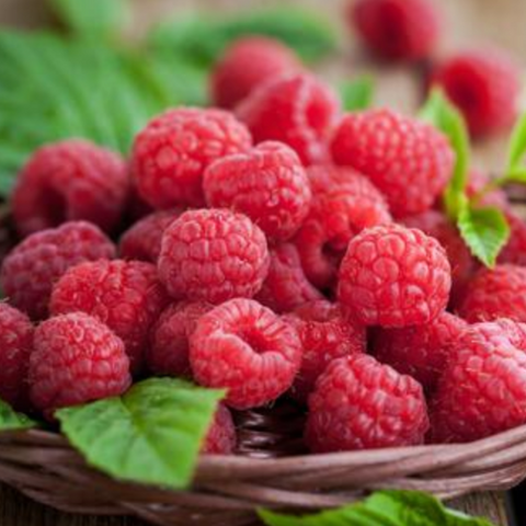 Rubus Raspberry 'Latham'