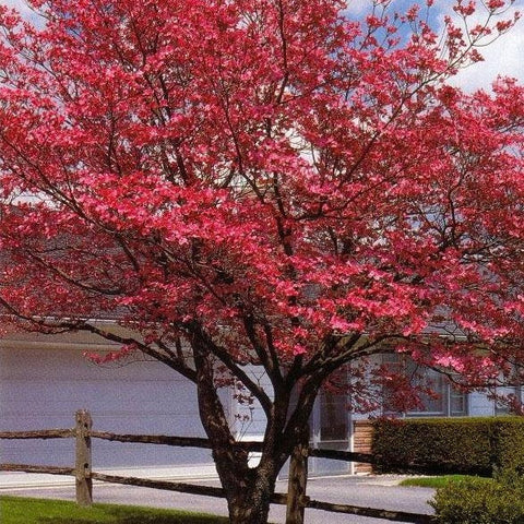 Cornus florida 'Red' Dogwood  tree