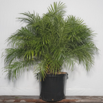 Roebellenii Palm