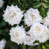 Rosa Ground-Cover Drift® White Rose