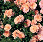 Rosa Ground-Cover Drift® Apricot Rose