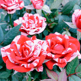 Rosa Miniature Parade® Series Rose