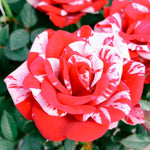 Rosa Miniature Parade® Series Rose