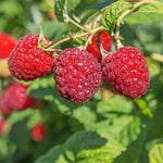Rubus Raspberry 'Heritage'