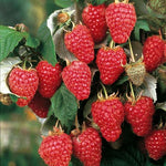 Rubus Raspberry 'Heritage'
