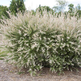 Salix Dappled Willow Hakuro Nishiki