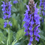 Salvia nemorosa 'Blue Hill' (Meadow Sage)