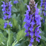 Salvia nemorosa 'Blue Hill' (Meadow Sage)