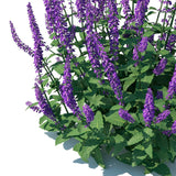 Salvia 'Salvatore Blue' Meadow Sage