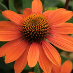 Echinacea Sombrero® 'Adobe Orange' (Coneflower)