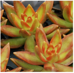 Sedum Firestorm