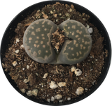 Cactus/Succulent Lithops Living Stones