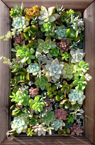 succulent center Artificial_ Succulent Echeveria Green Leaves w/yellow center – Prairie Blossom Nursery