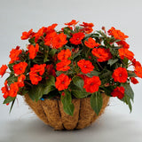 Sunpatiens Compact Orange