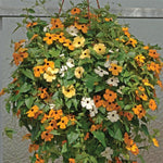 Thunbergia Susie™ Series Climbing