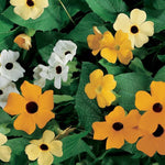 Thunbergia Susie™ Series Climbing