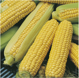 Farmer's Market Sweet Corn