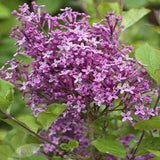 Syringa Bloomerang® Dwarf Purple Lilac