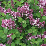 Syringa Bloomerang® Dwarf Purple Lilac