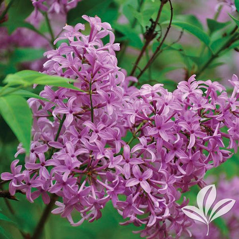 Syringa Purple Persian Lilac Bush