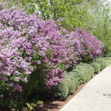 Syringa Purple Persian Lilac Bush