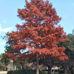 Taxodium Distichum 'Bald Cypress' Tree