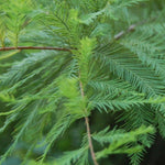 Taxodium Distichum 'Bald Cypress' Tree