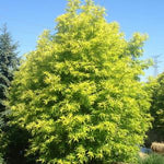 Taxodium Lindsey’s Skyward™ Bald Cypress Tree PP22812