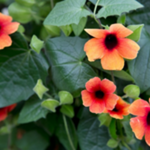 Thunbergia Sunny™ Series Climbing