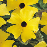 Thunbergia Sunny™ Series Climbing