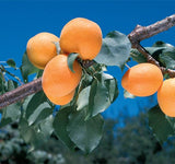 'Tilton' Apricot Tree