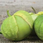 Tomatillo 'Rio Grande Verde'