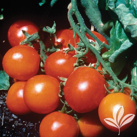 Patio F Hybrid Tomato