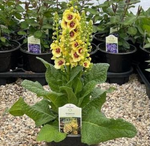 Verbascum 'Dark Eyes' Mullein