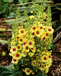 Verbascum 'Dark Eyes' Mullein