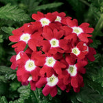 Verbena Obsession™ Series