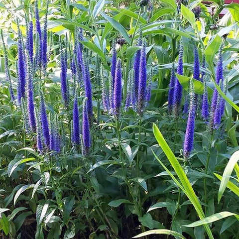 Veronica 'Royal Candles' (Speedwell)