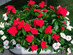 Vinca Titan™ Series (15 varieties)