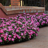 Vinca Titan™ Series (15 varieties)