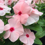 Vinca Titan™ Series (15 varieties)