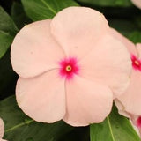 Vinca Titan Apricot